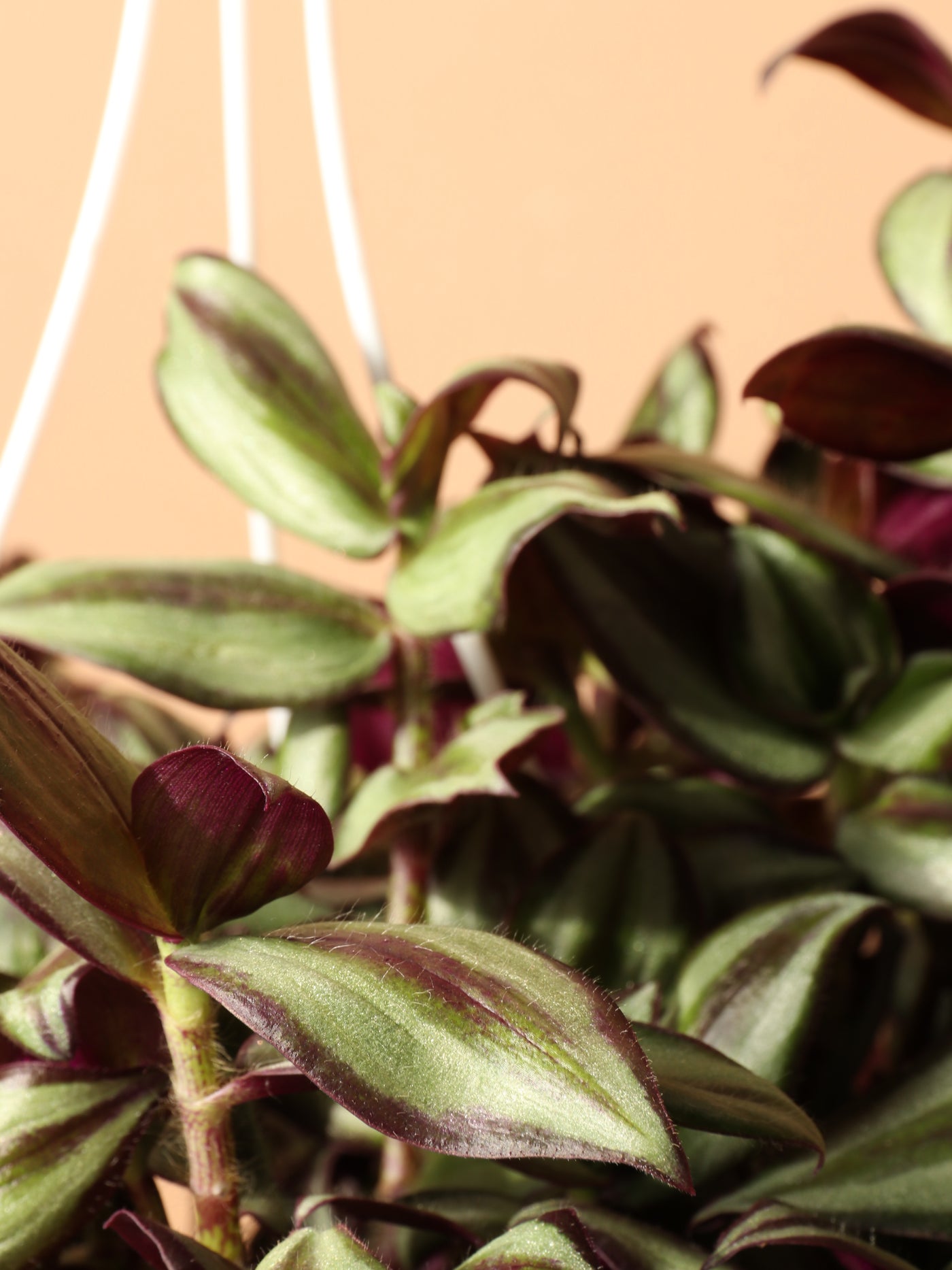 Hanging Basket Tradescantia