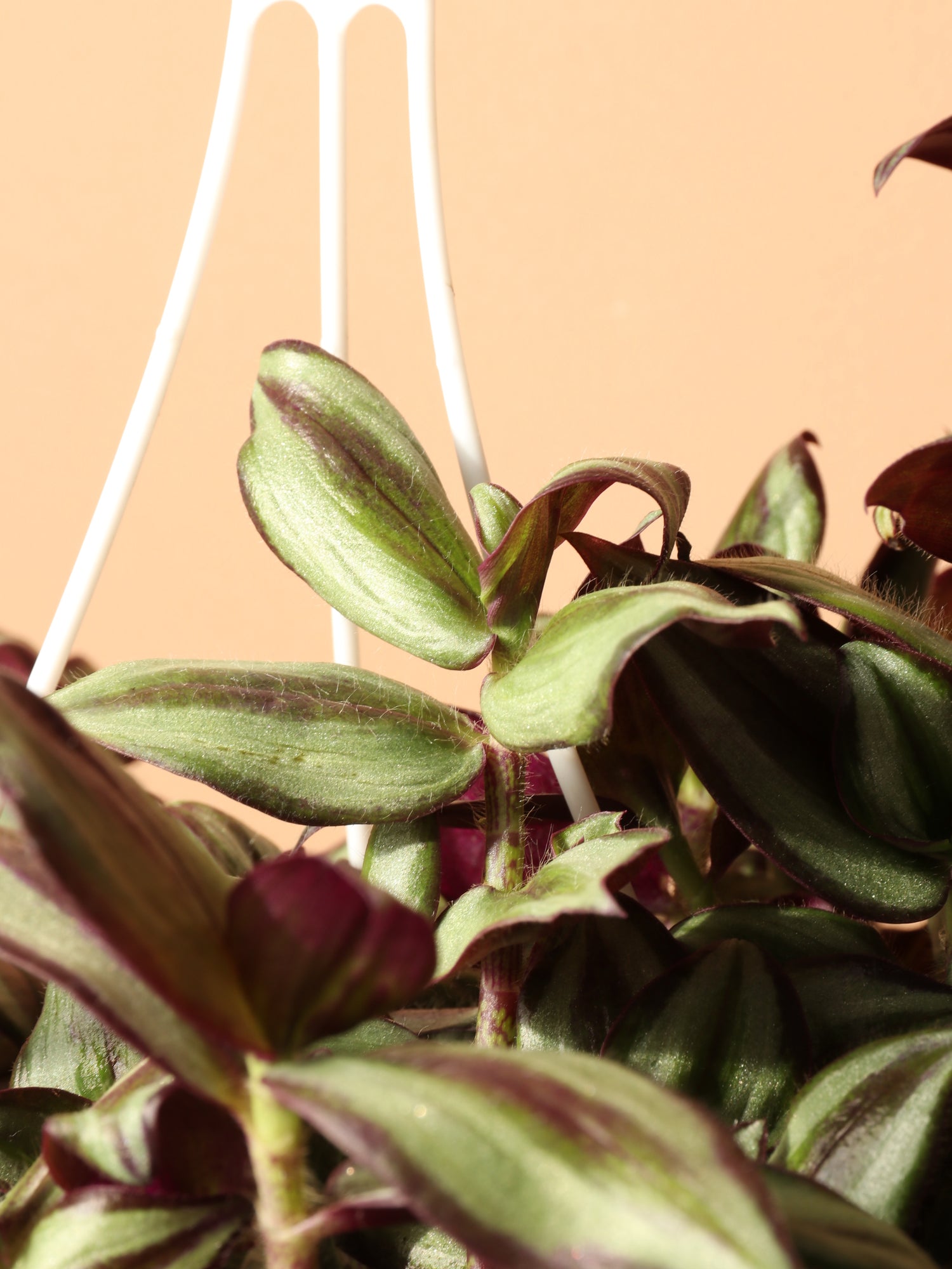 wandering jew plant hanging basket Hanging Basket Tradescantia – Dahing Plants