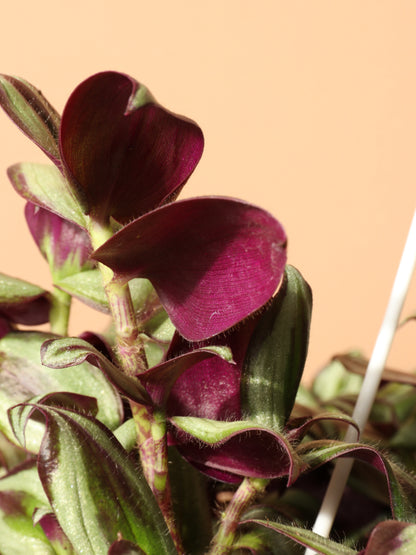 Hanging Basket Tradescantia