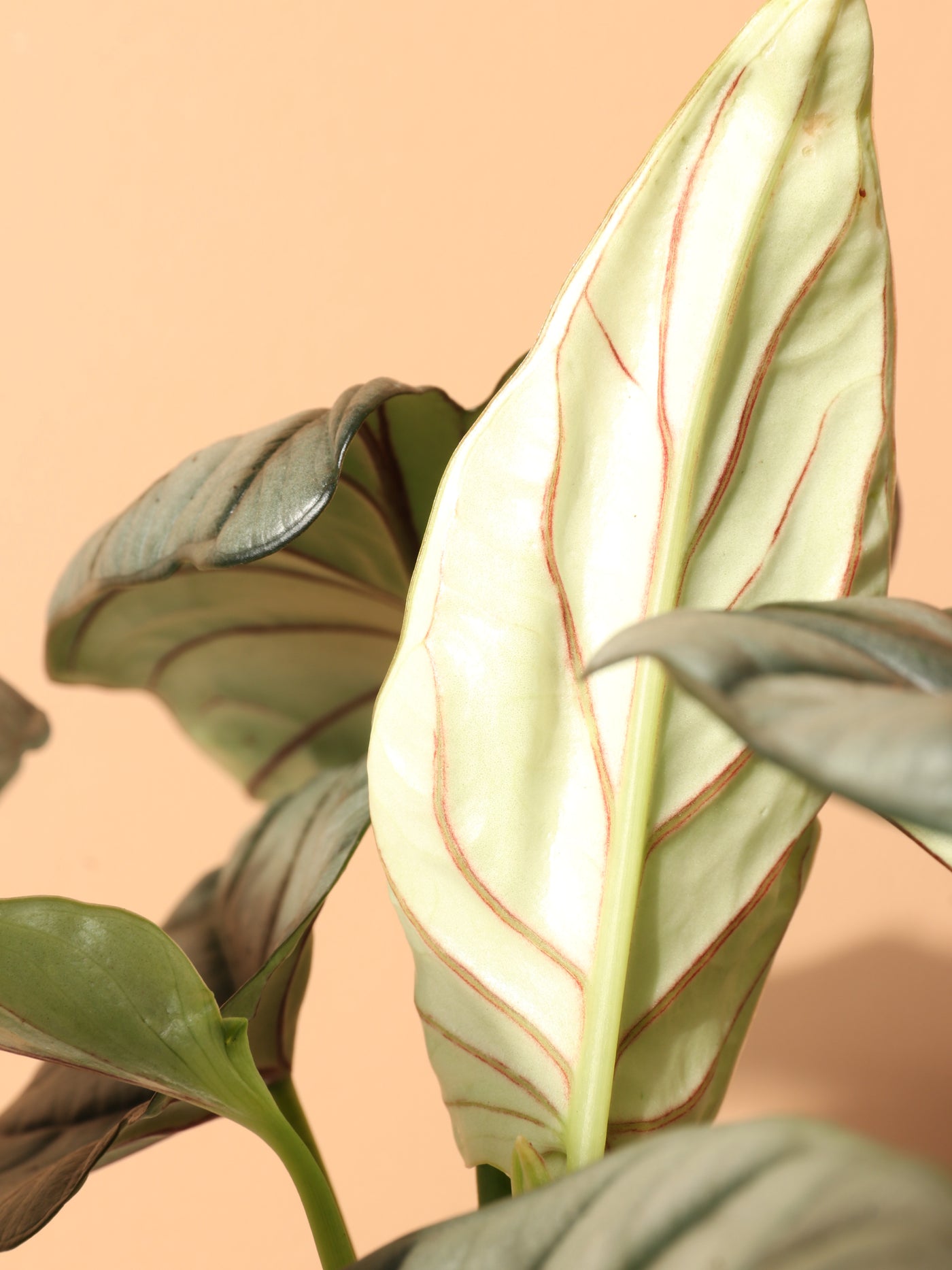 Medium Alocasia Silver Dragon