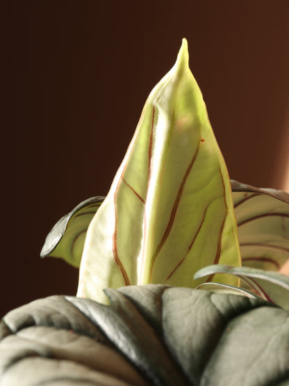 Medium Alocasia Silver Dragon