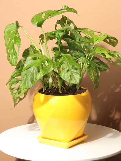 monstera adansonii philodendron Medium Philodendron Adansonii (swiss cheese) – Dahing Plants