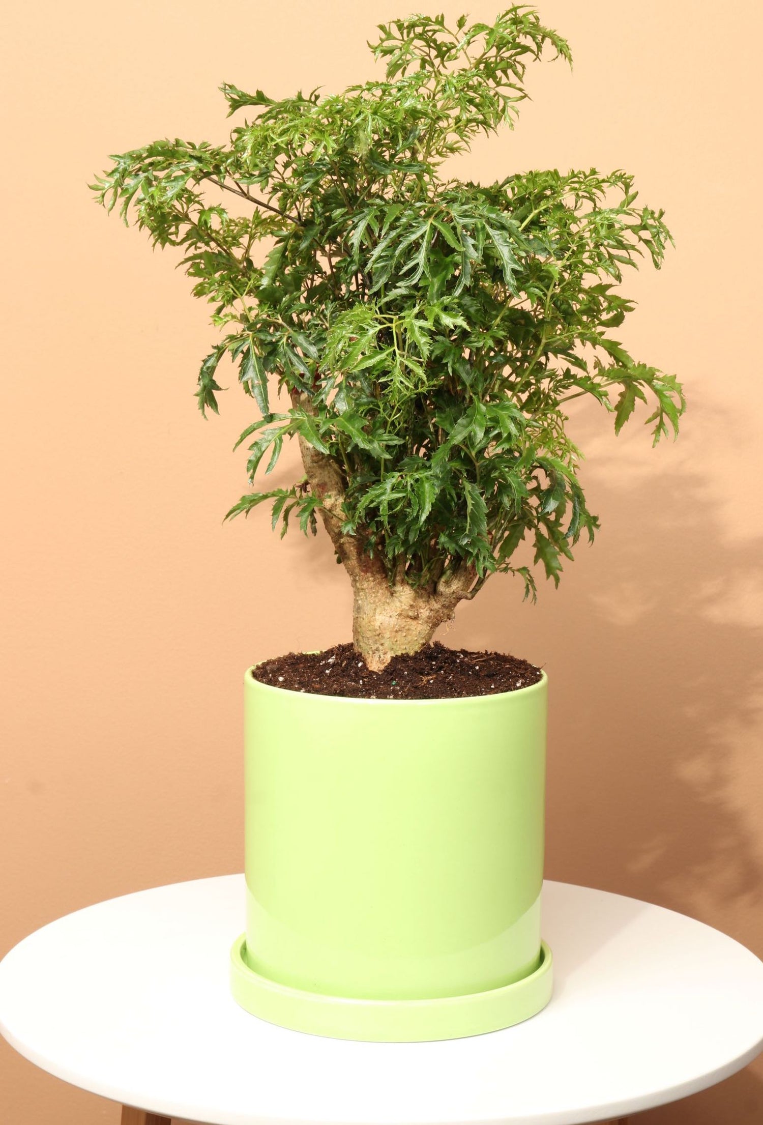 is aralia indoor plant Medium Ming Aralia
