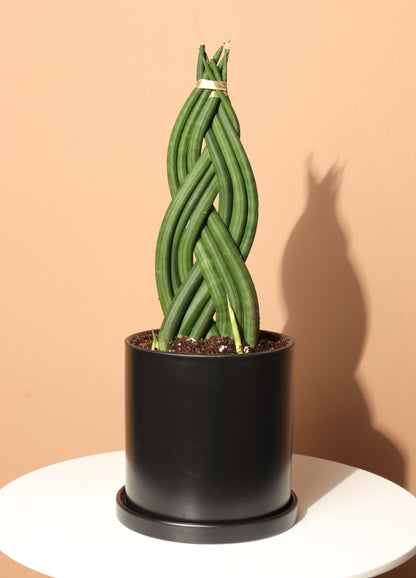 braided succulent plant Medium Sansevieria Cylindrica Braided