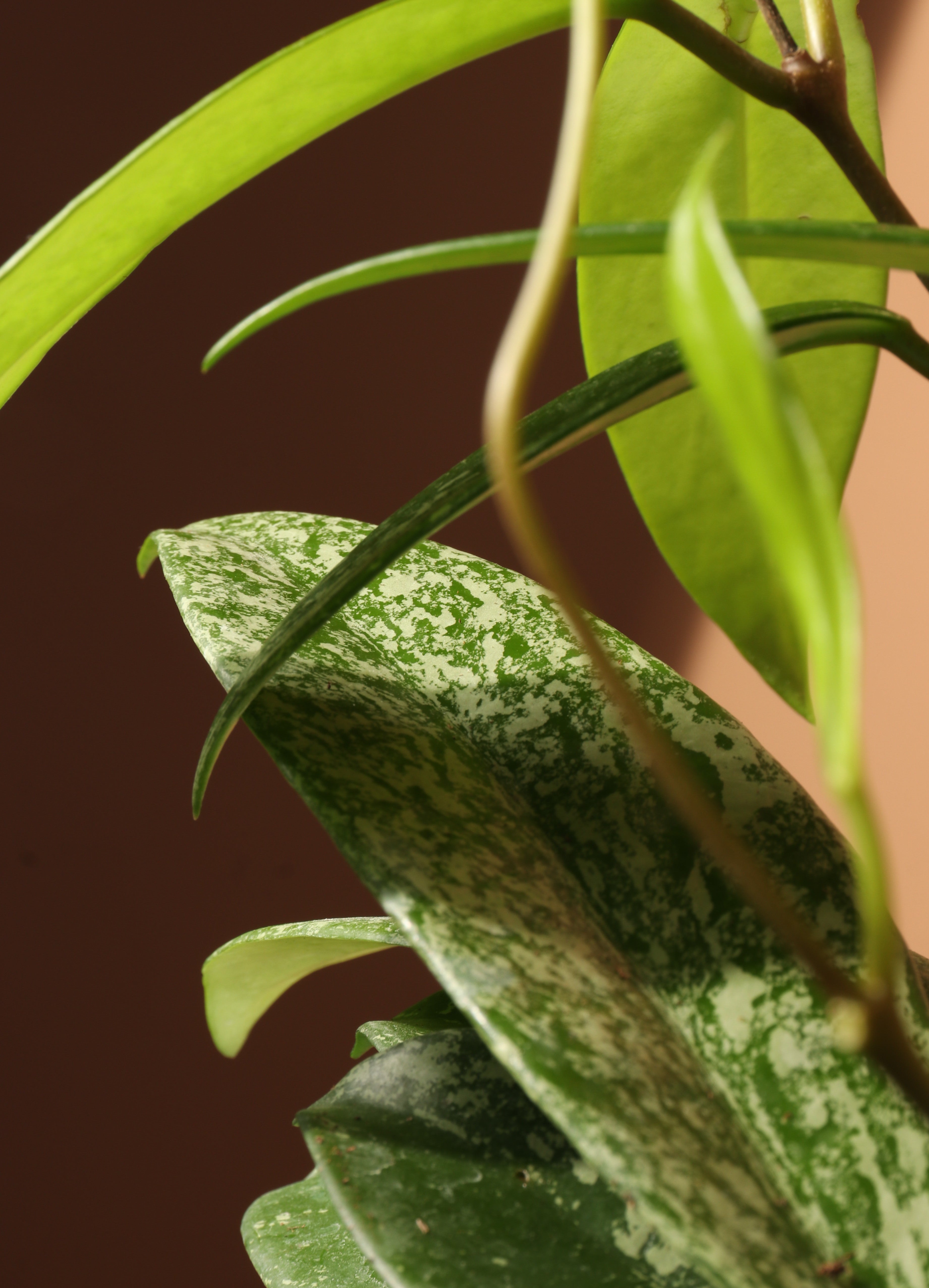Medium Hoya &