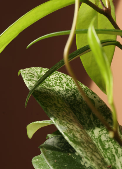 Medium Hoya &