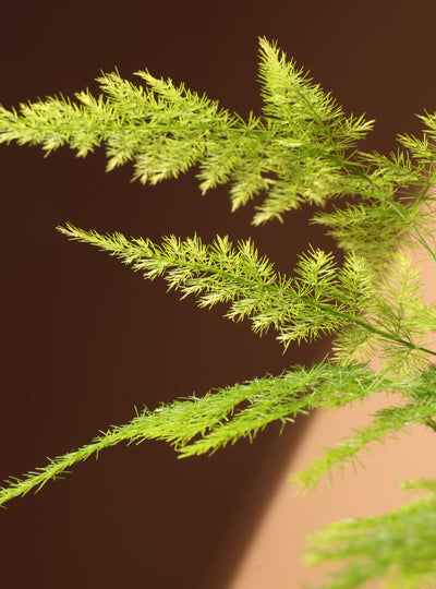 Medium Plumosa Fern