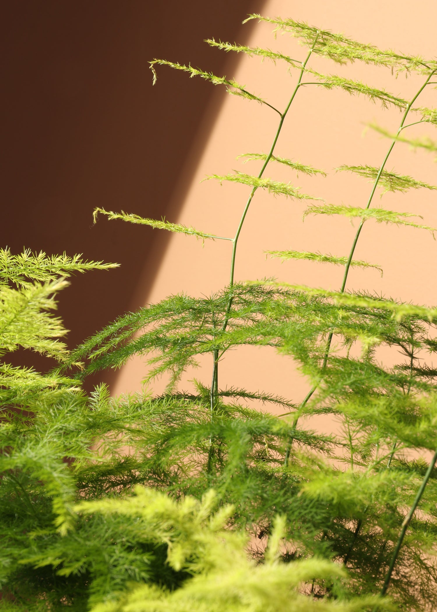 Small Plumosa Fern
