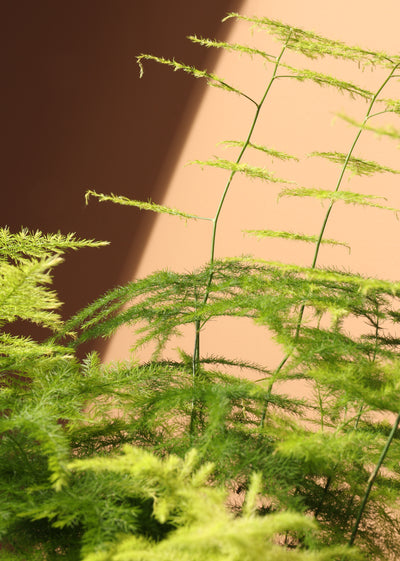Medium Plumosa Fern