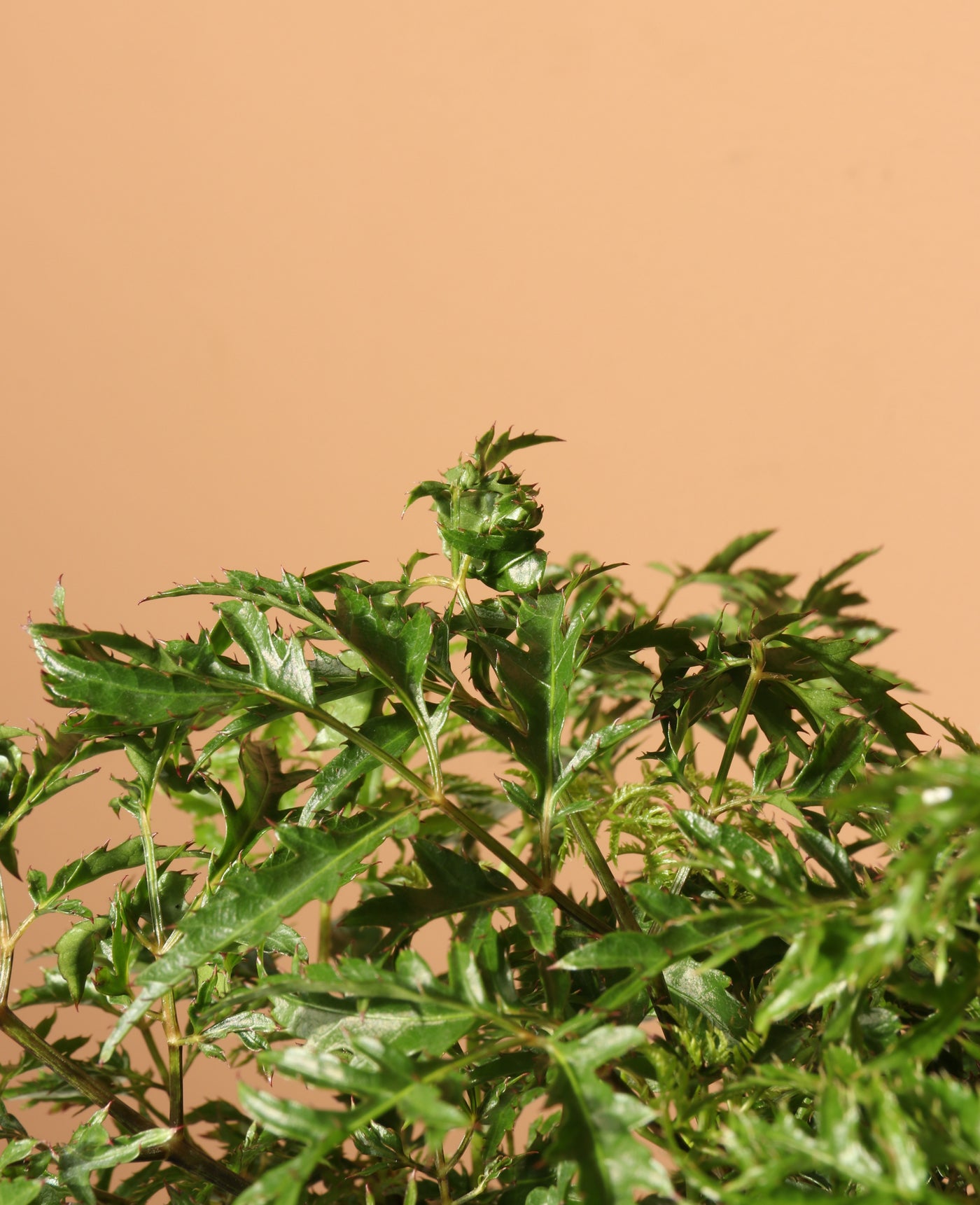 Medium Ming Aralia