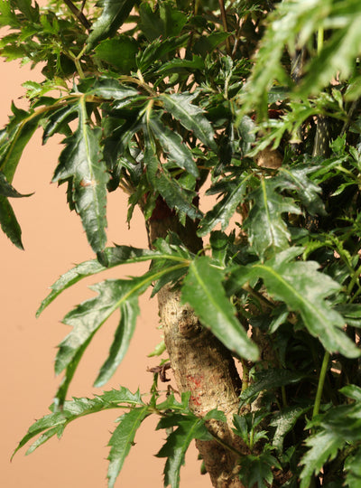 Medium Ming Aralia