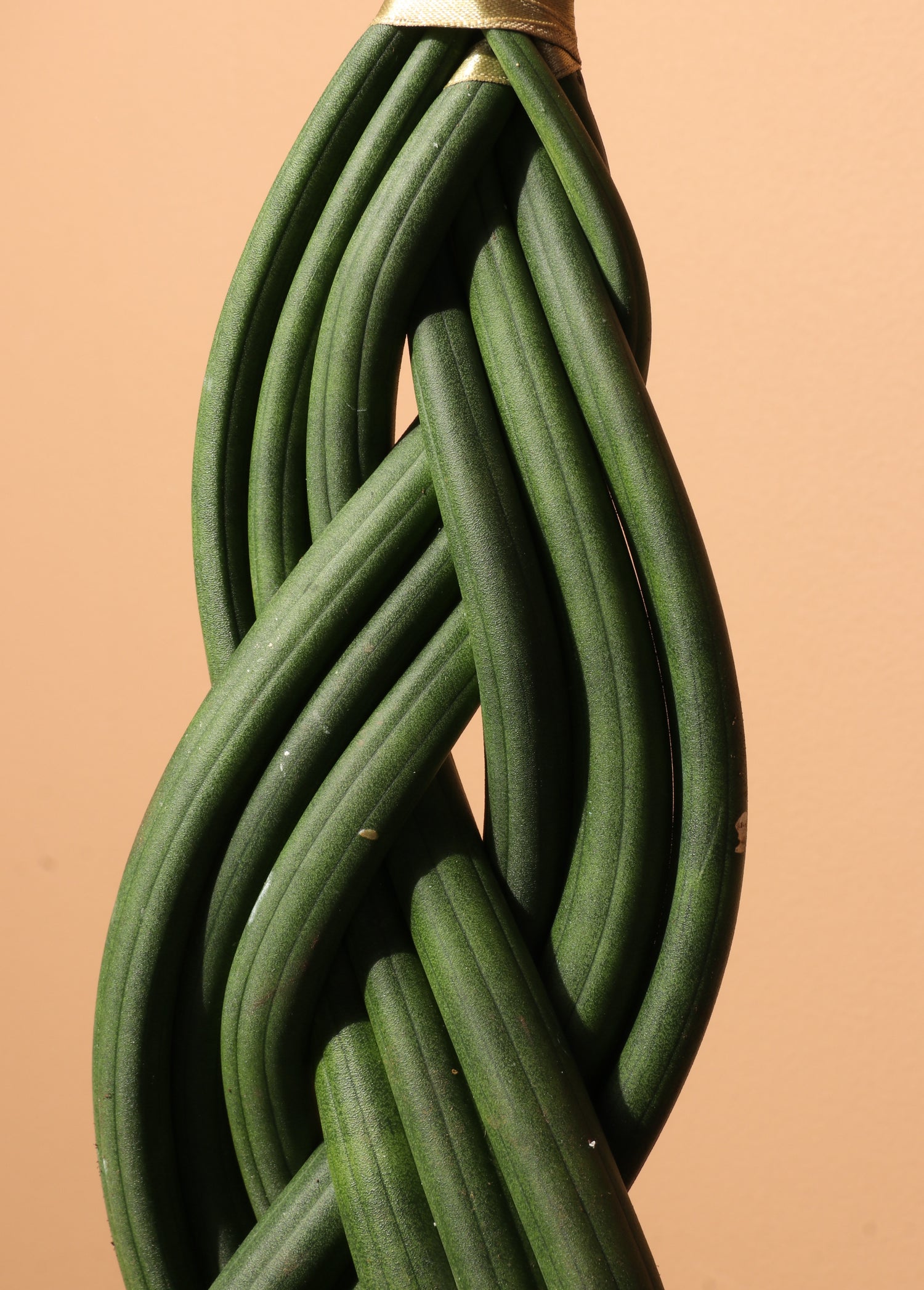 Medium Sansevieria Cylindrica Braided – Dahing Plants