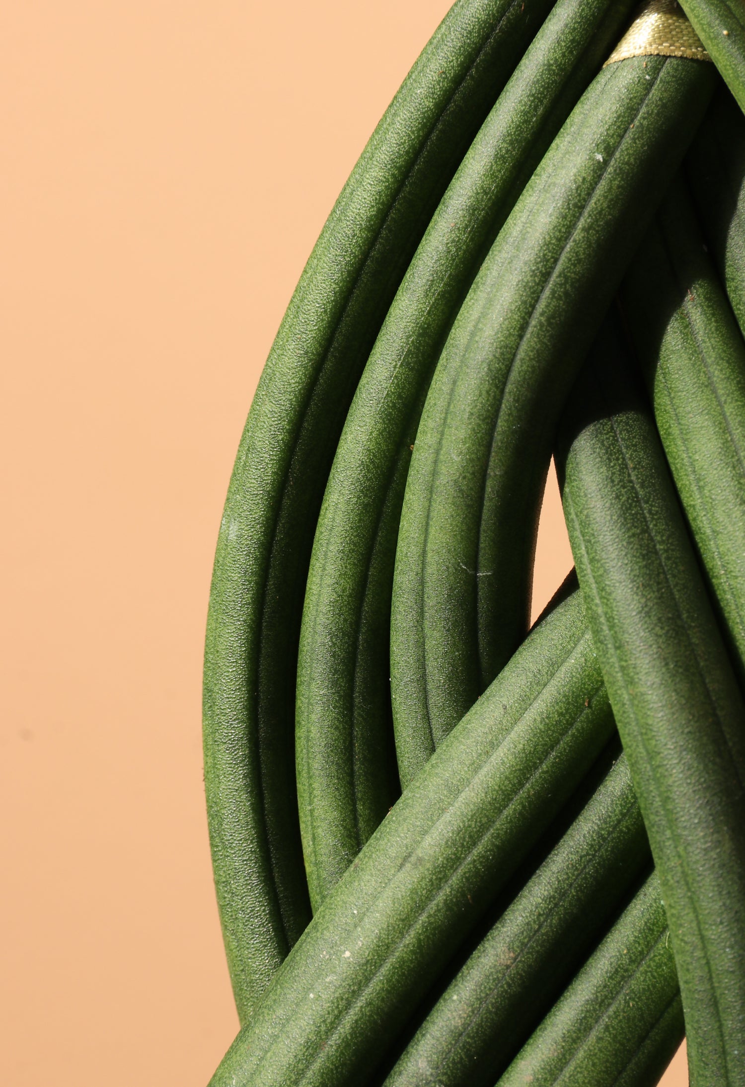 Medium Sansevieria Cylindrica Braided – Dahing Plants