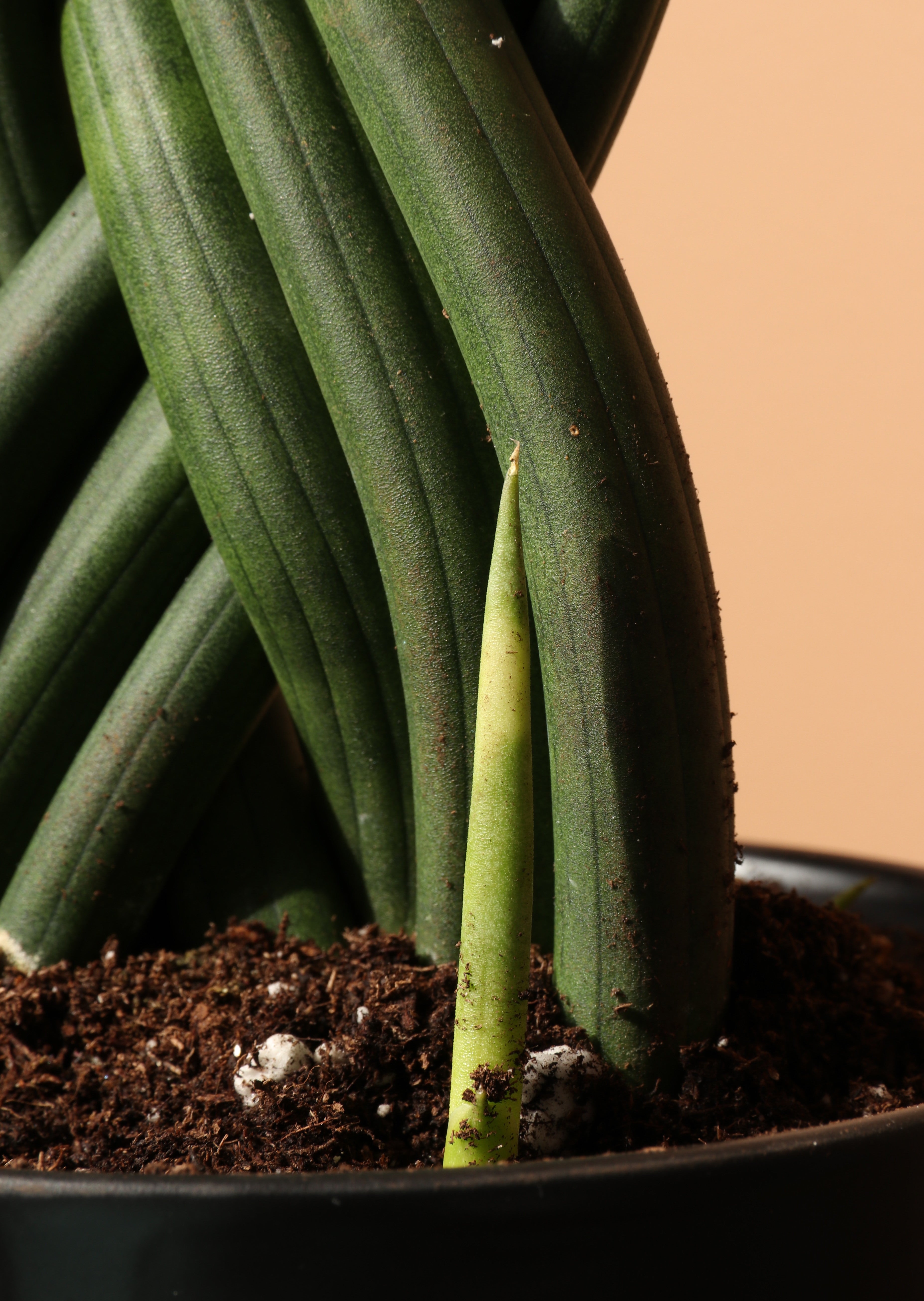 Medium Sansevieria Cylindrica Braided – Dahing Plants