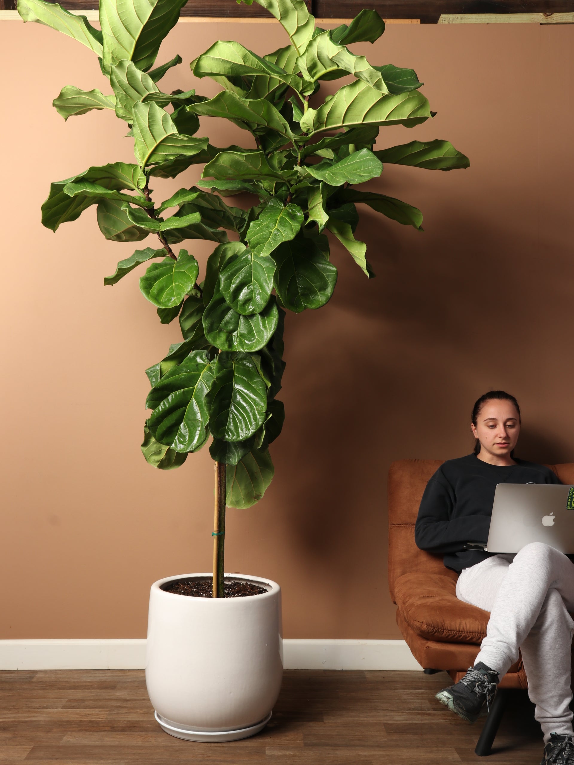 6 foot fiddle leaf fig tree real 7-10FT Fiddle Leaf Fig – Dahing Plants