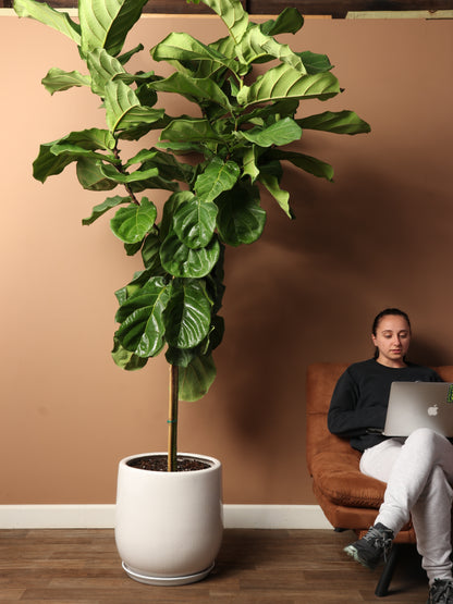 Huge Fiddle Leaf Fig