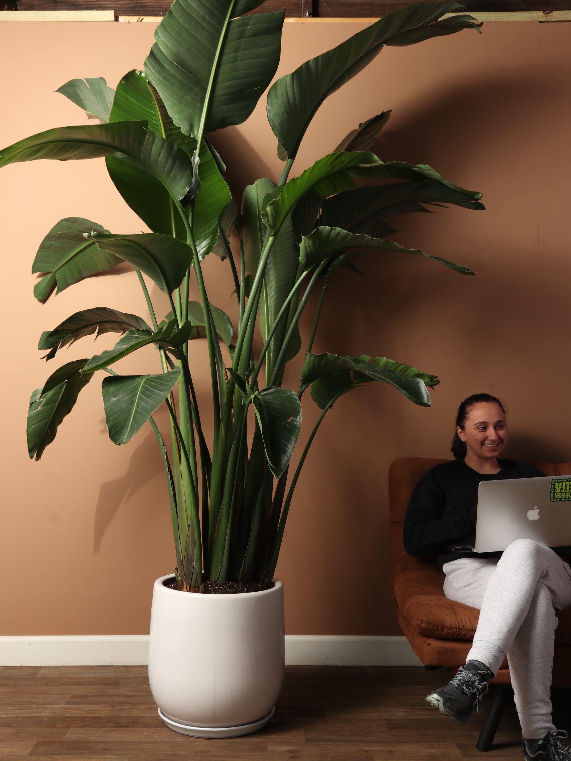 large indoor bird of paradise plant Huge Bird of Paradise