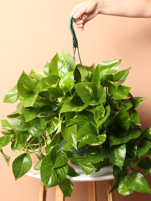 Hanging Pothos