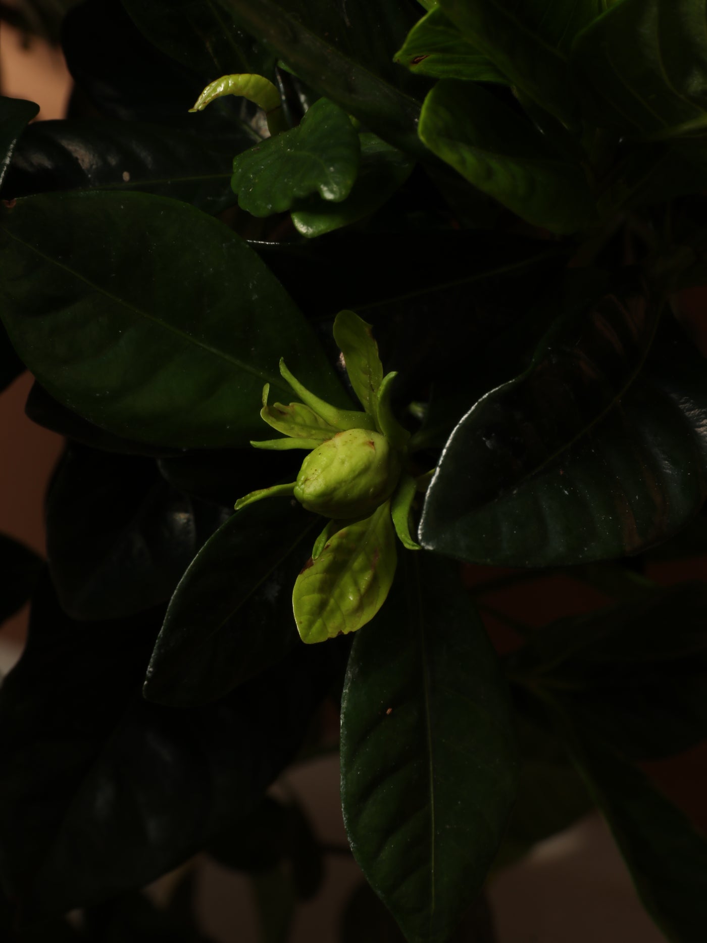 Large Gardenia