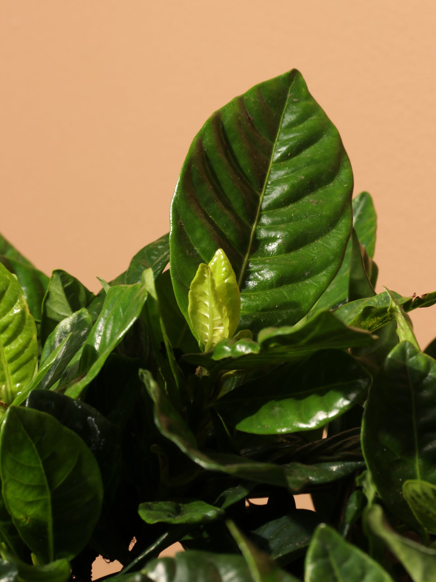 Large Gardenia