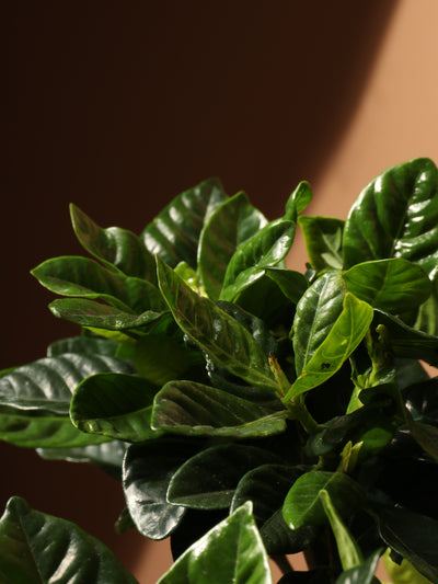 Large Gardenia