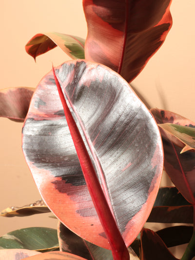 3-5 FT Ruby Rubber Tree (Ficus Elastica Ruby) – Dahing Plants