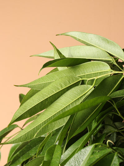 Huge Ficus 'Alii'