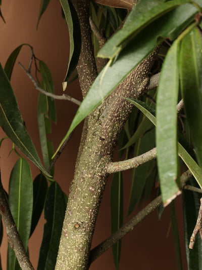 Huge Ficus 'Alii'