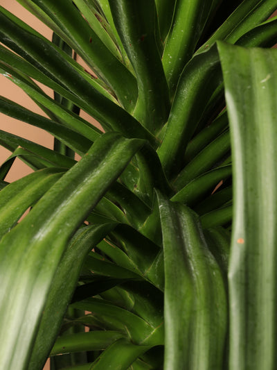 Huge Dracaena 'Arborea' Single Stalk