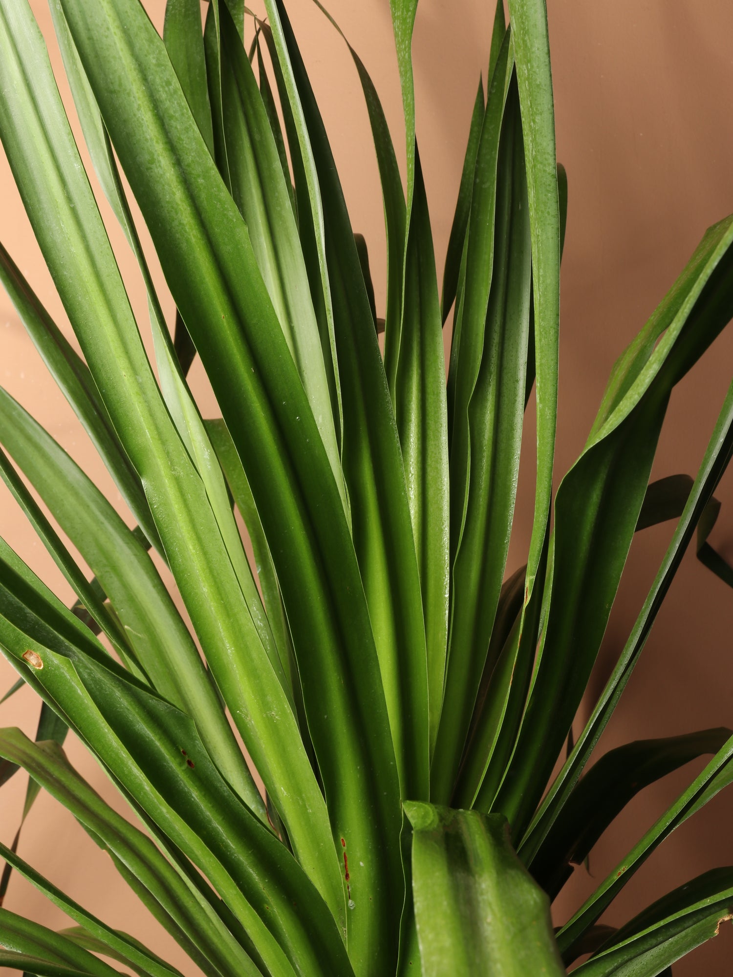 7-10FT Dracaena 'Arborea' Multiple Stalks – Dahing Plants