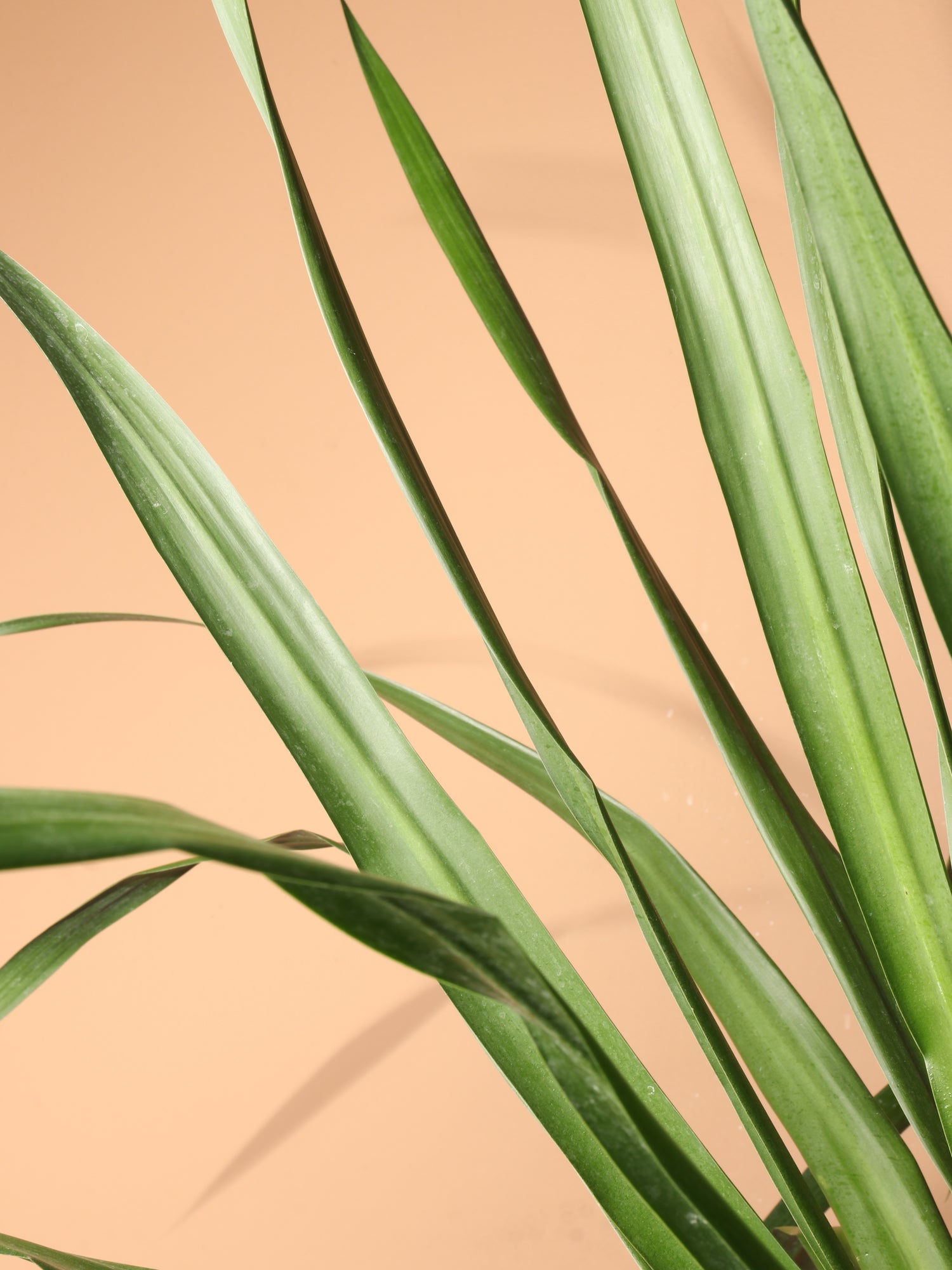 dracaena arborea for sale Huge Dracaena 'Arborea' Multiple Stalks