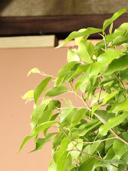 Huge Ficus &
