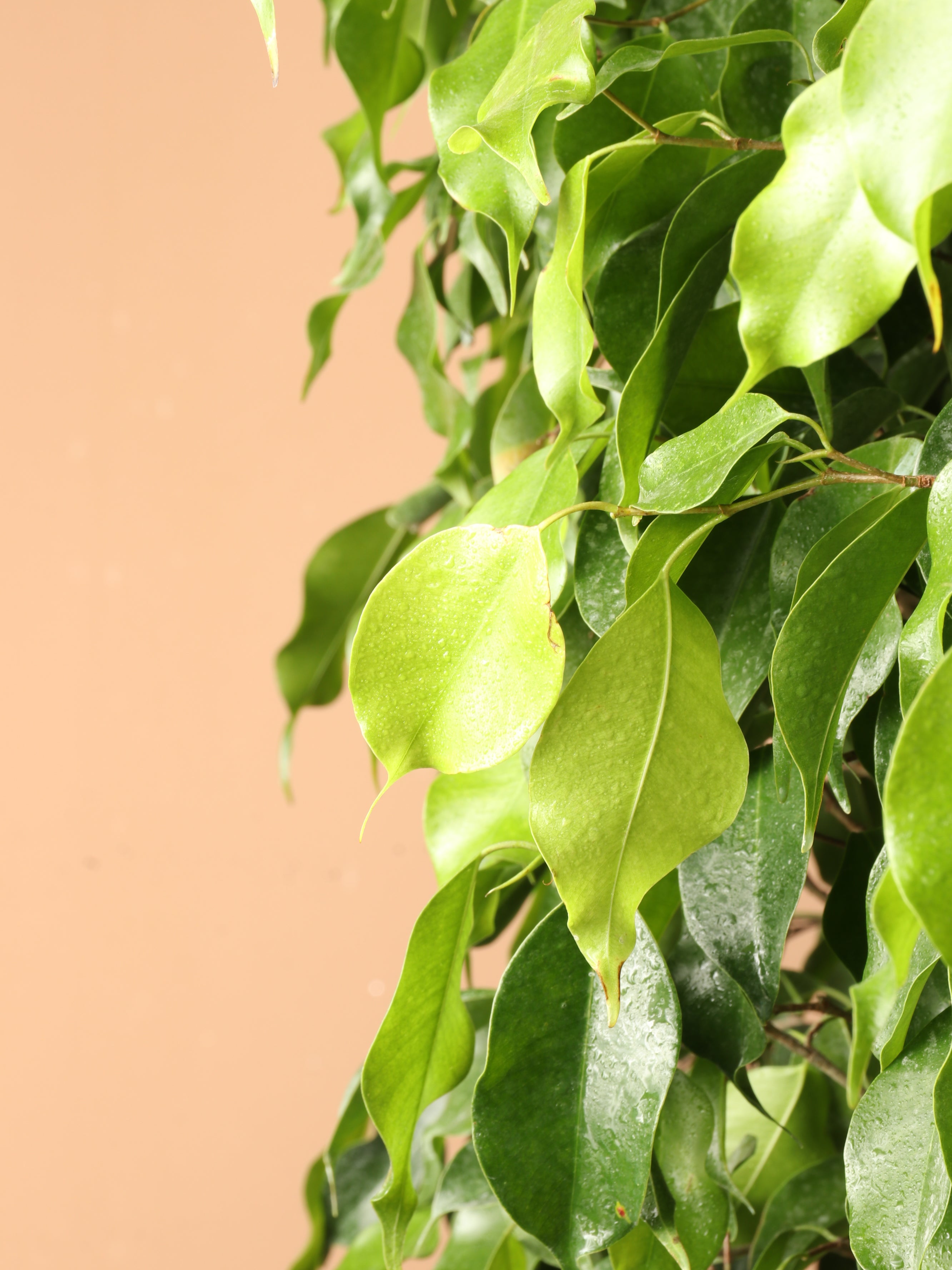 Huge Ficus &