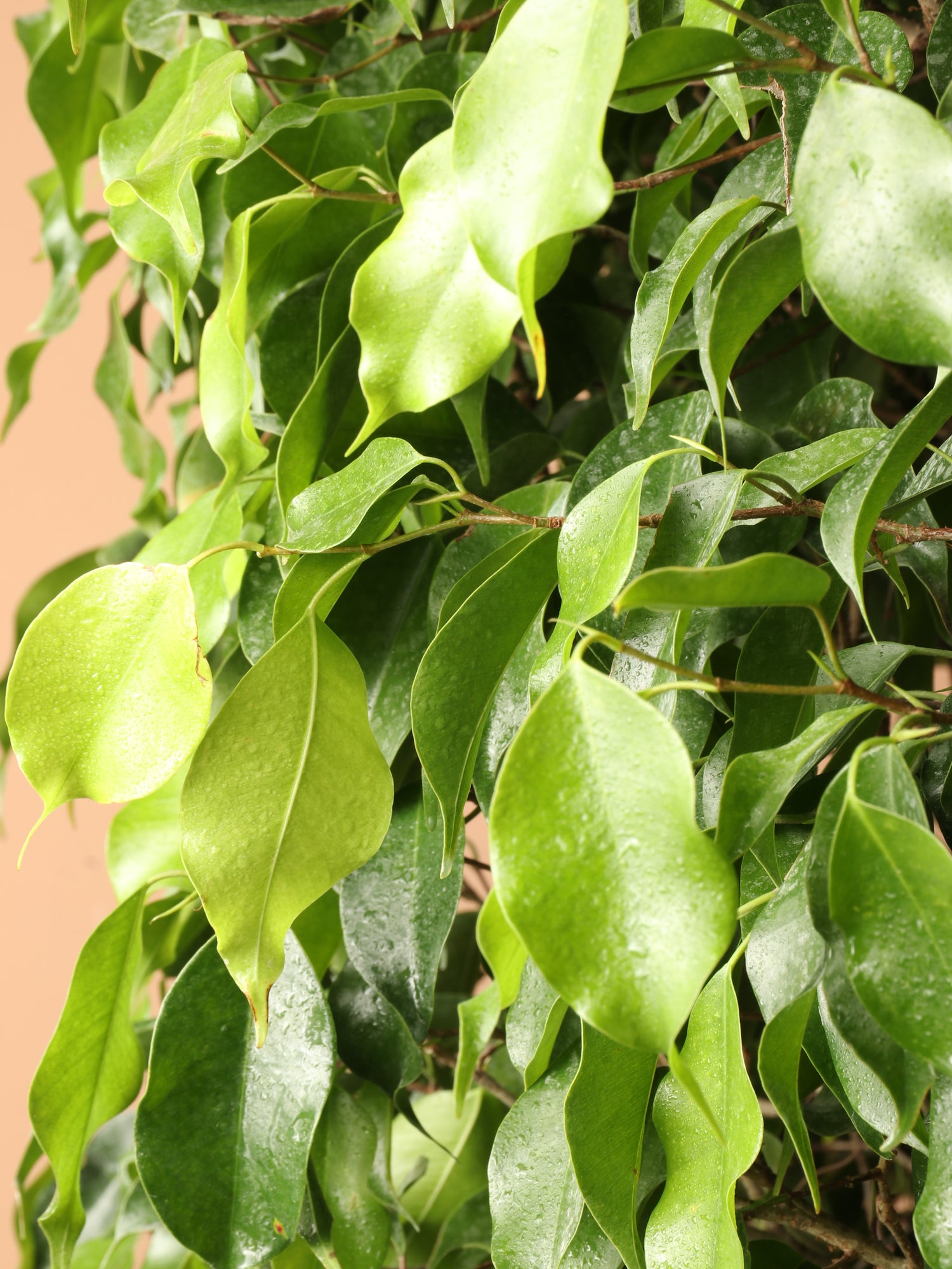 Huge Ficus &