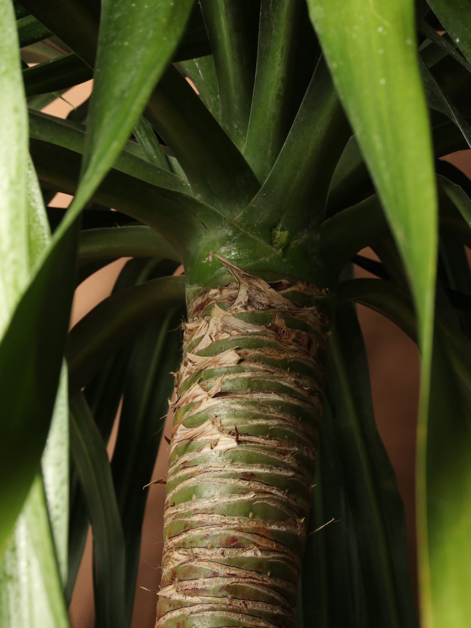 dracaena arborea Huge Dracaena 'Arborea' Multiple Stalks