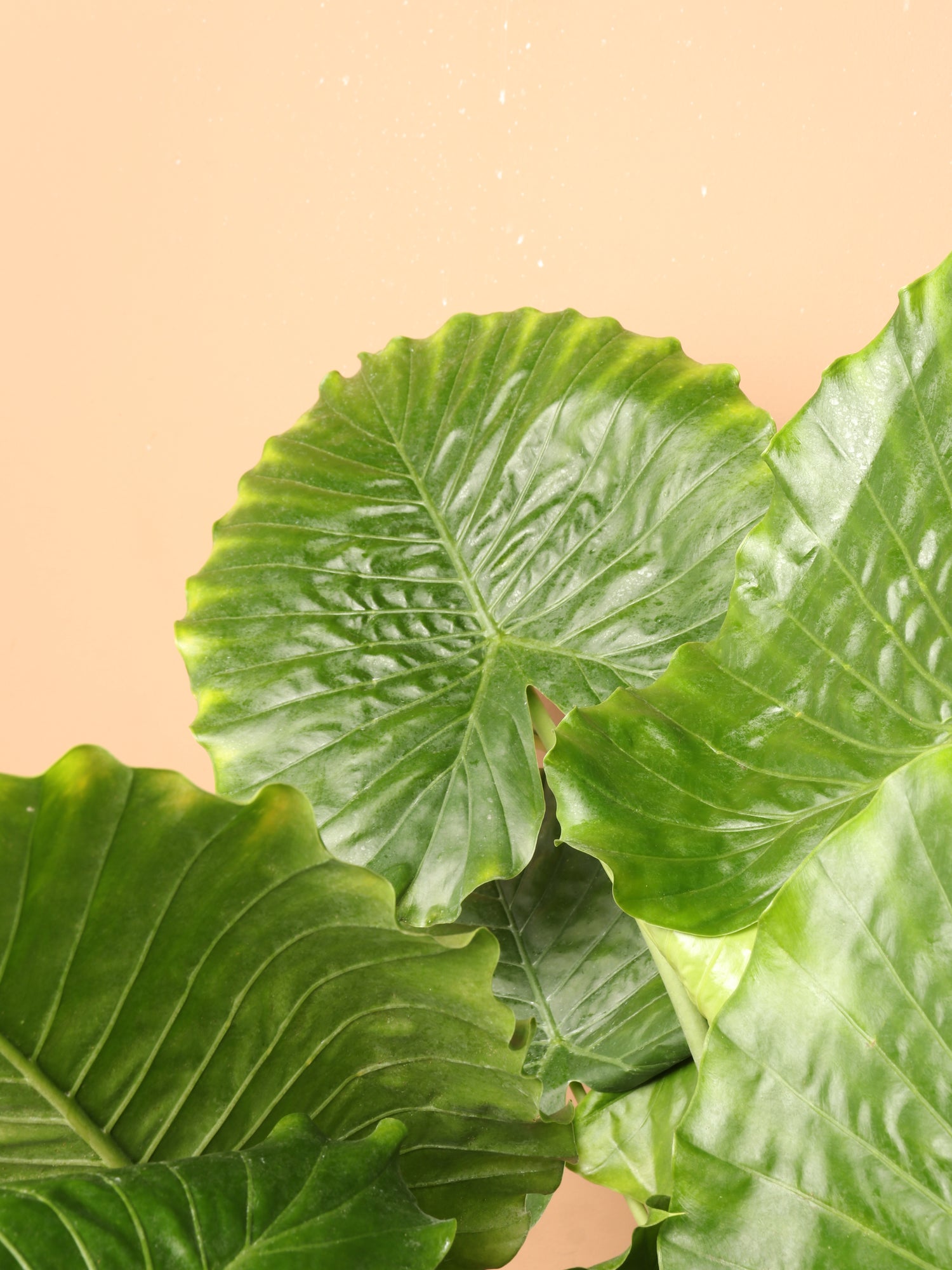 Huge Alocasia &