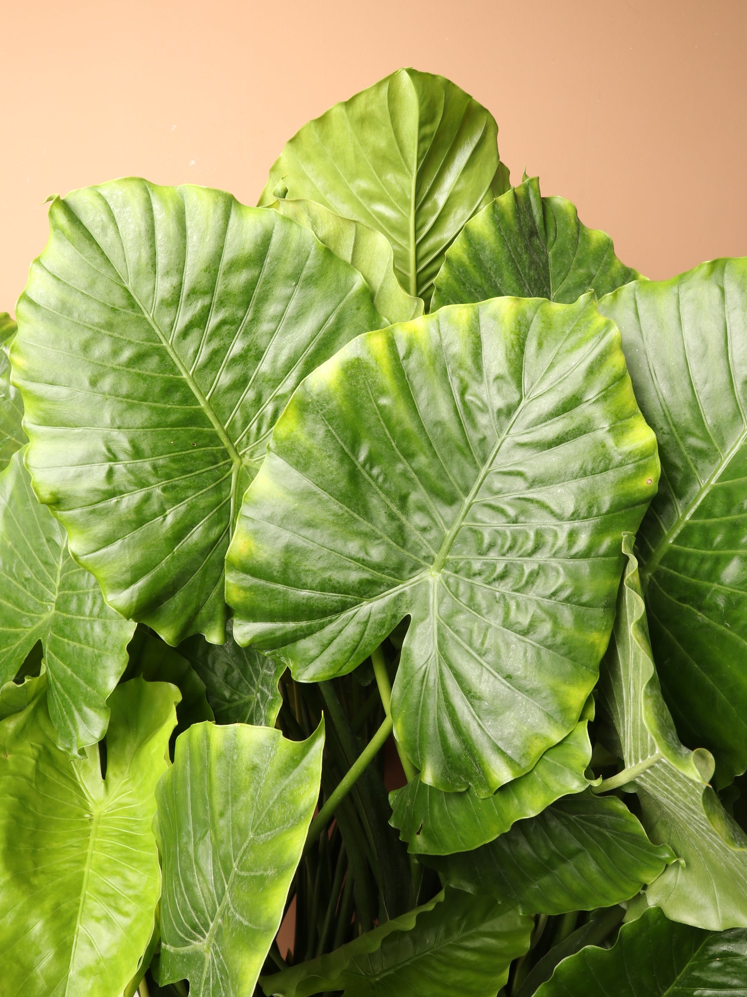Huge Alocasia &