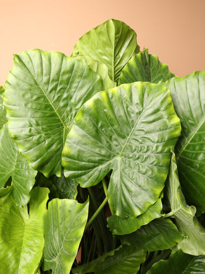 Huge Alocasia &