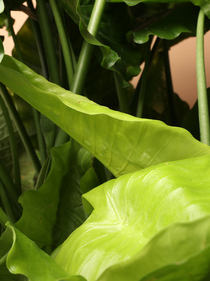 Huge Alocasia &