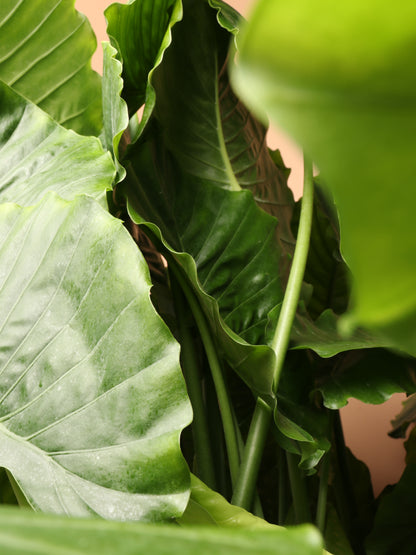 Huge Alocasia &