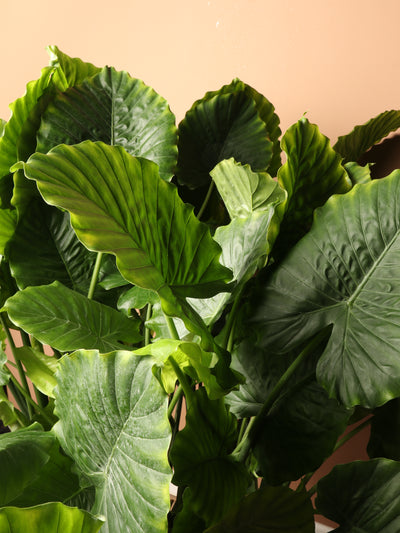 Huge Alocasia 'Odora'