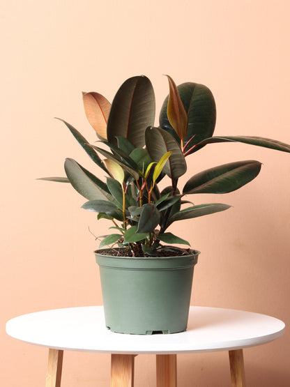 Medium Rubber Tree bush