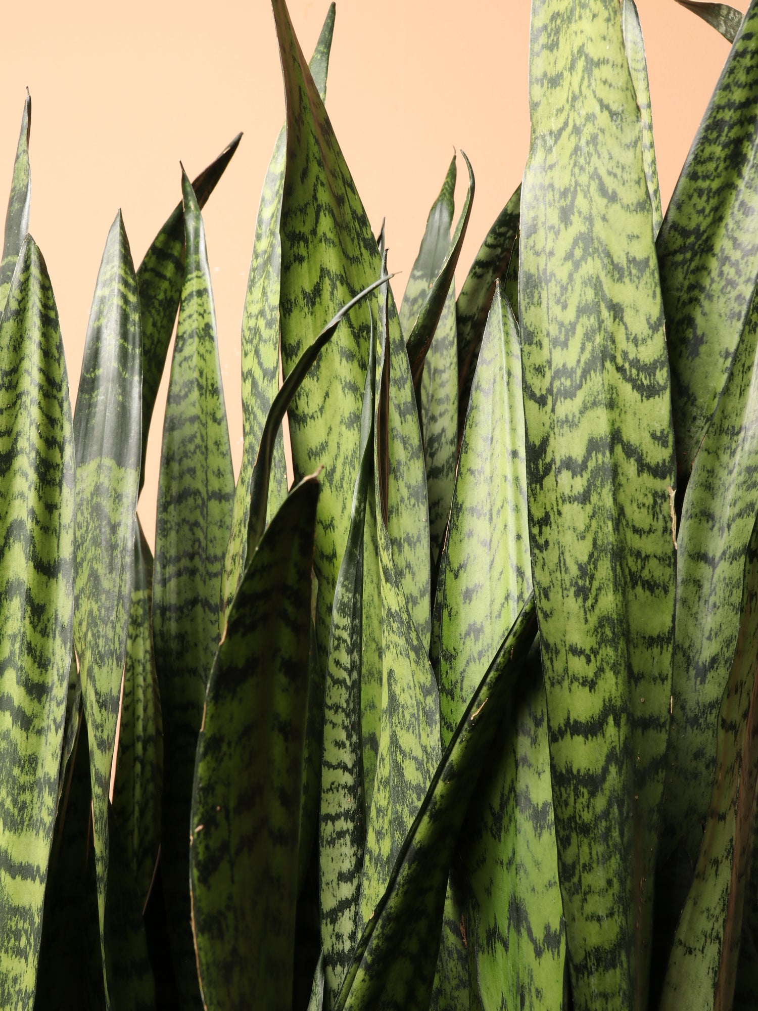 snake plant high humidity 7-10FT Green Snake Plant – Dahing Plants