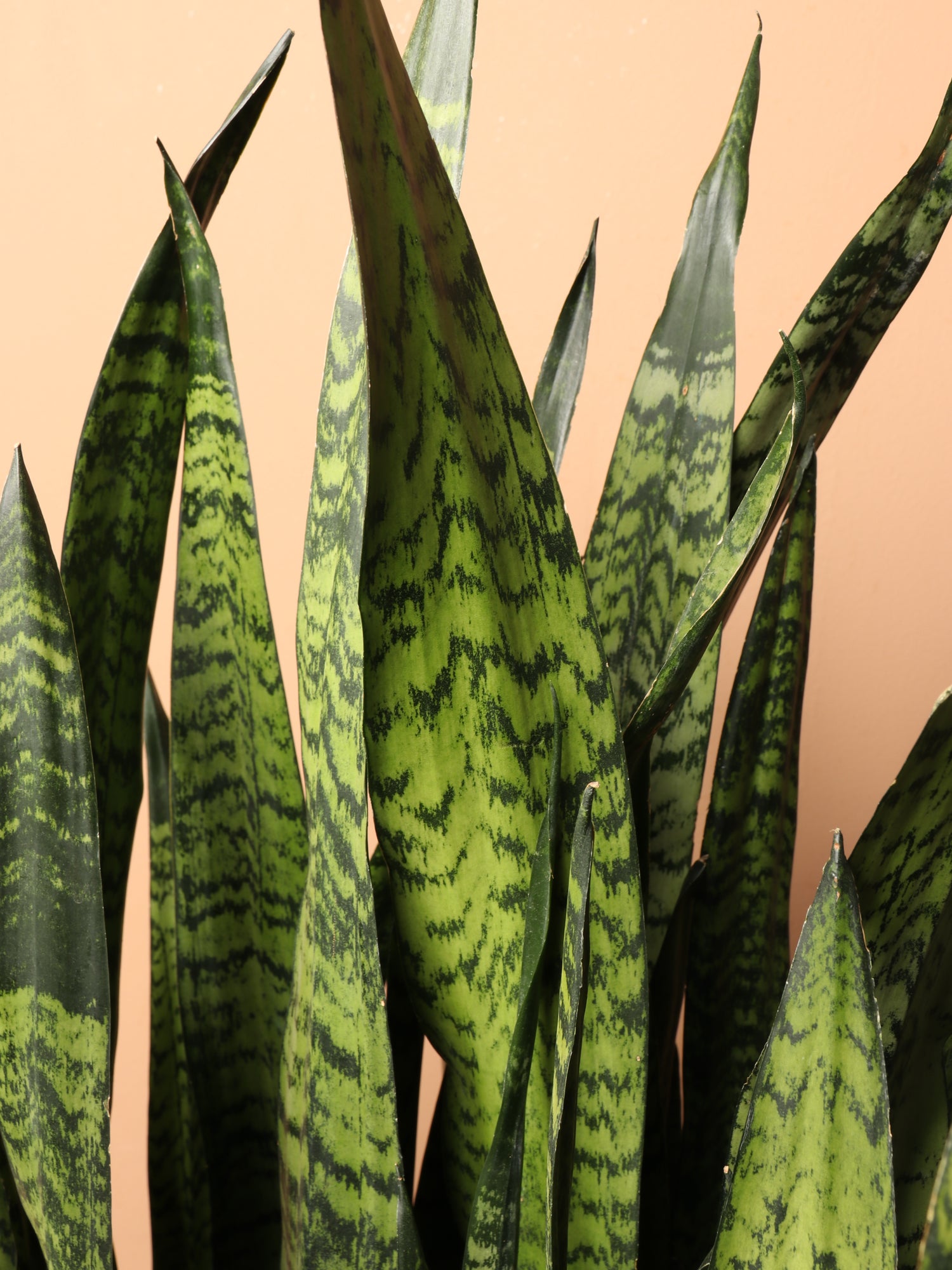 big snake plant for sale 7-10FT Green Snake Plant – Dahing Plants