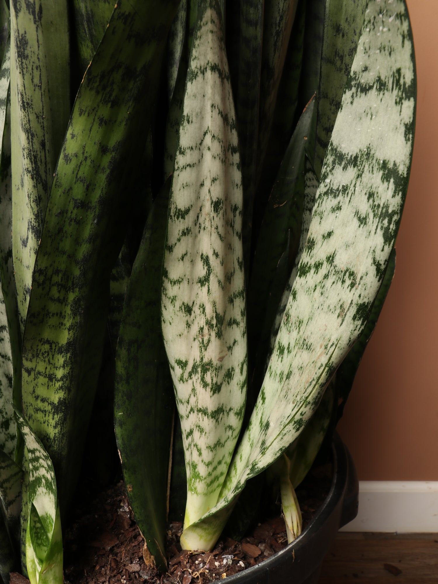 tall green snake plant 7-10FT Green Snake Plant – Dahing Plants
