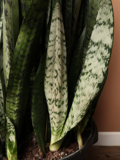 sansevieria big leaf 7-10FT Green Snake Plant – Dahing Plants