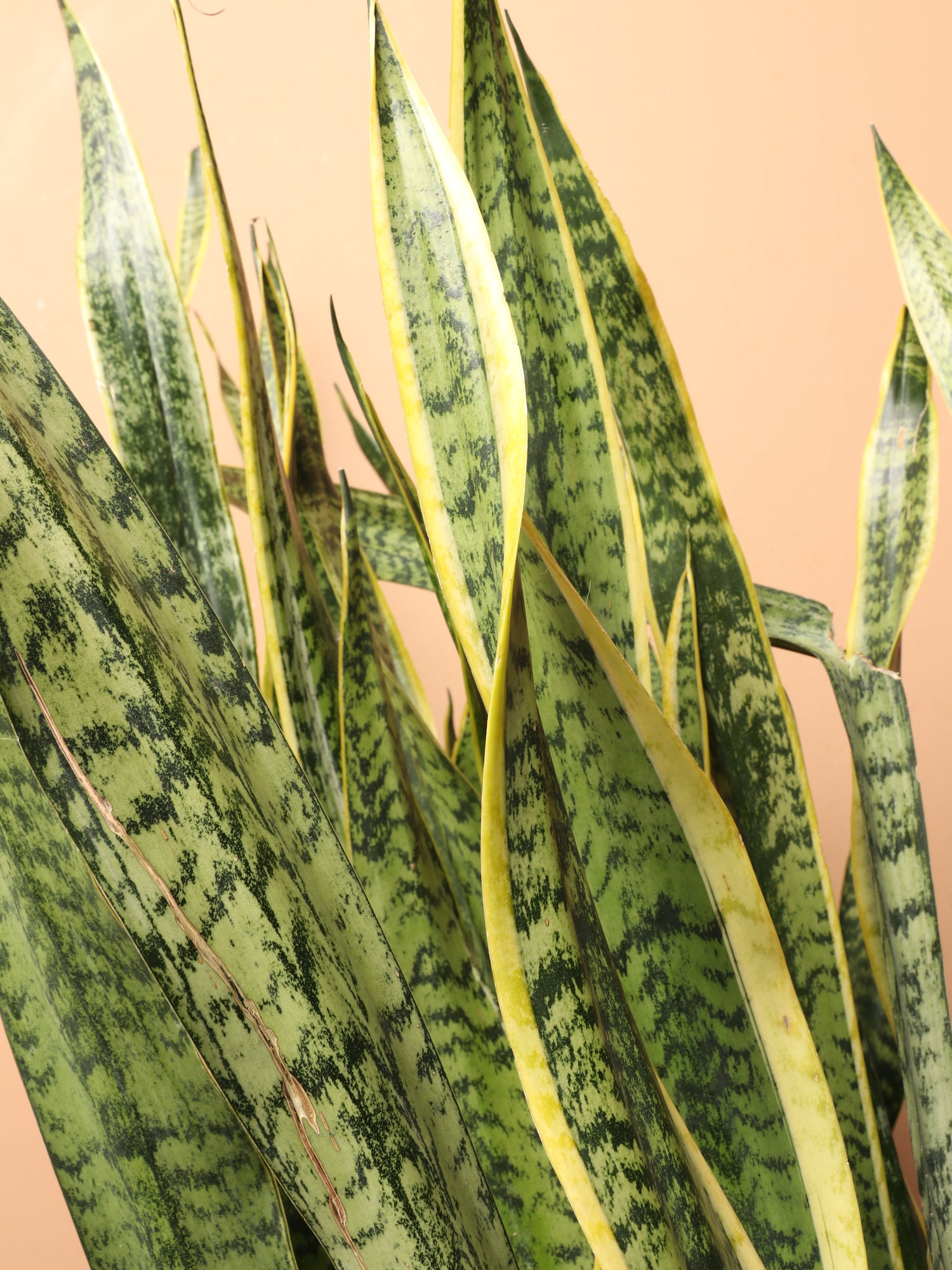 big snake plant price Buy Huge Snake Plant Online | Large Indoor Plant