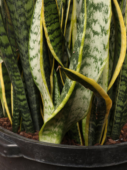 Huge Snake Plant