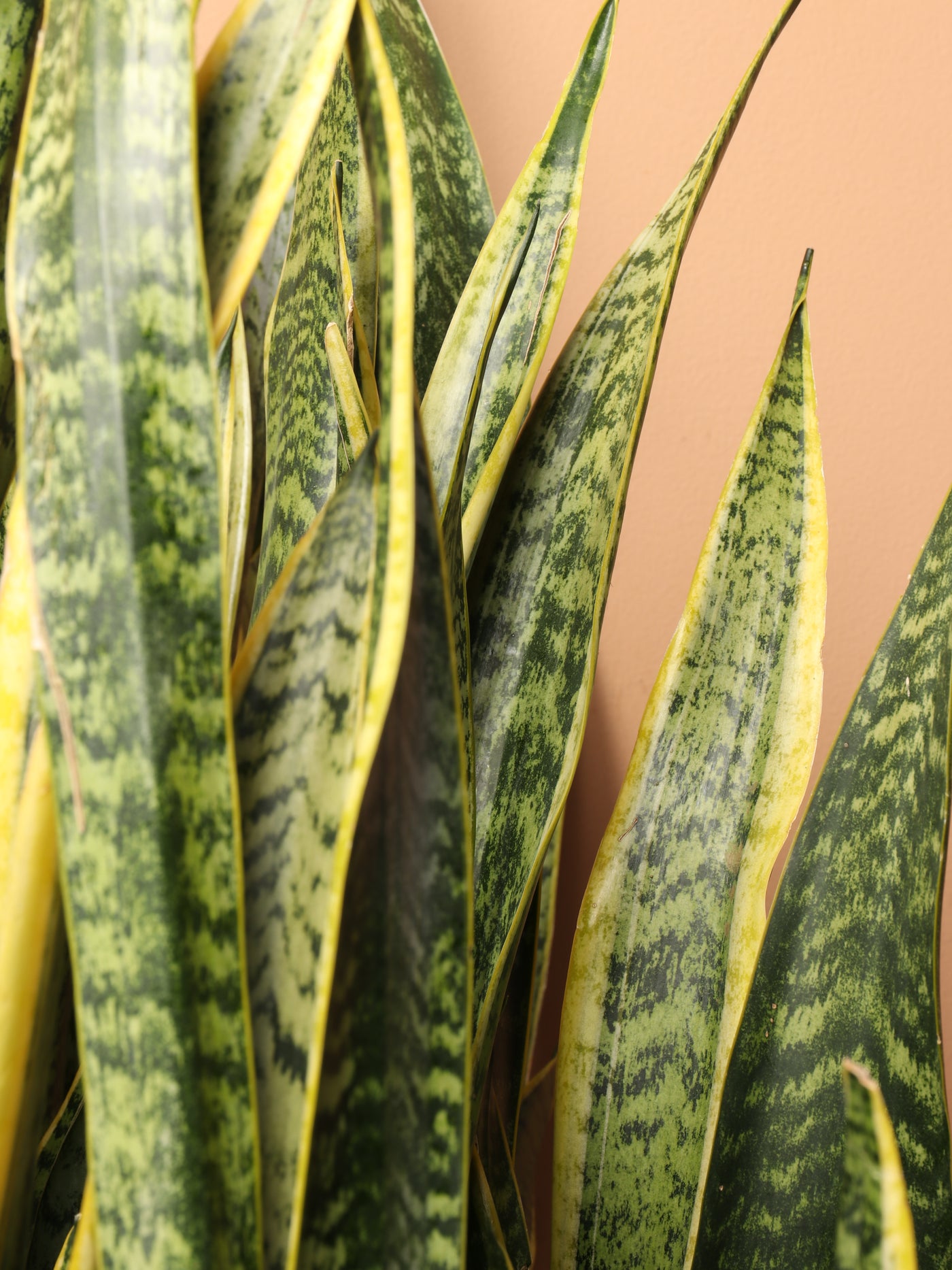 Snake Plant Leaves Turning Yellow