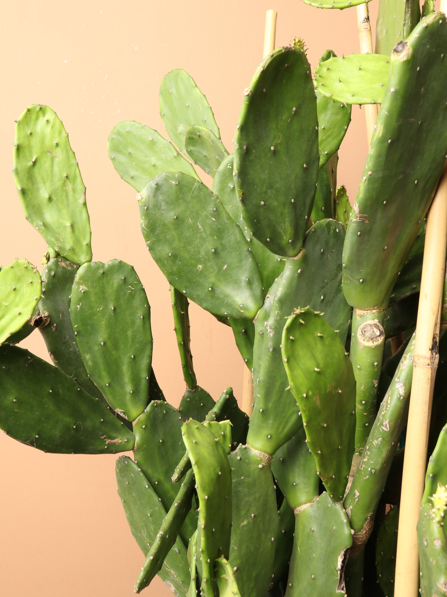 prickly pear cactus white spots Buy Huge Prickly Pear Cactus Online | Indoor Succulent